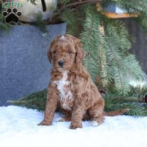Ace, Mini Goldendoodle Puppy